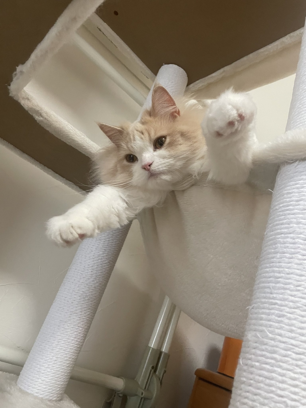 奴才：你別真的飛下來捏