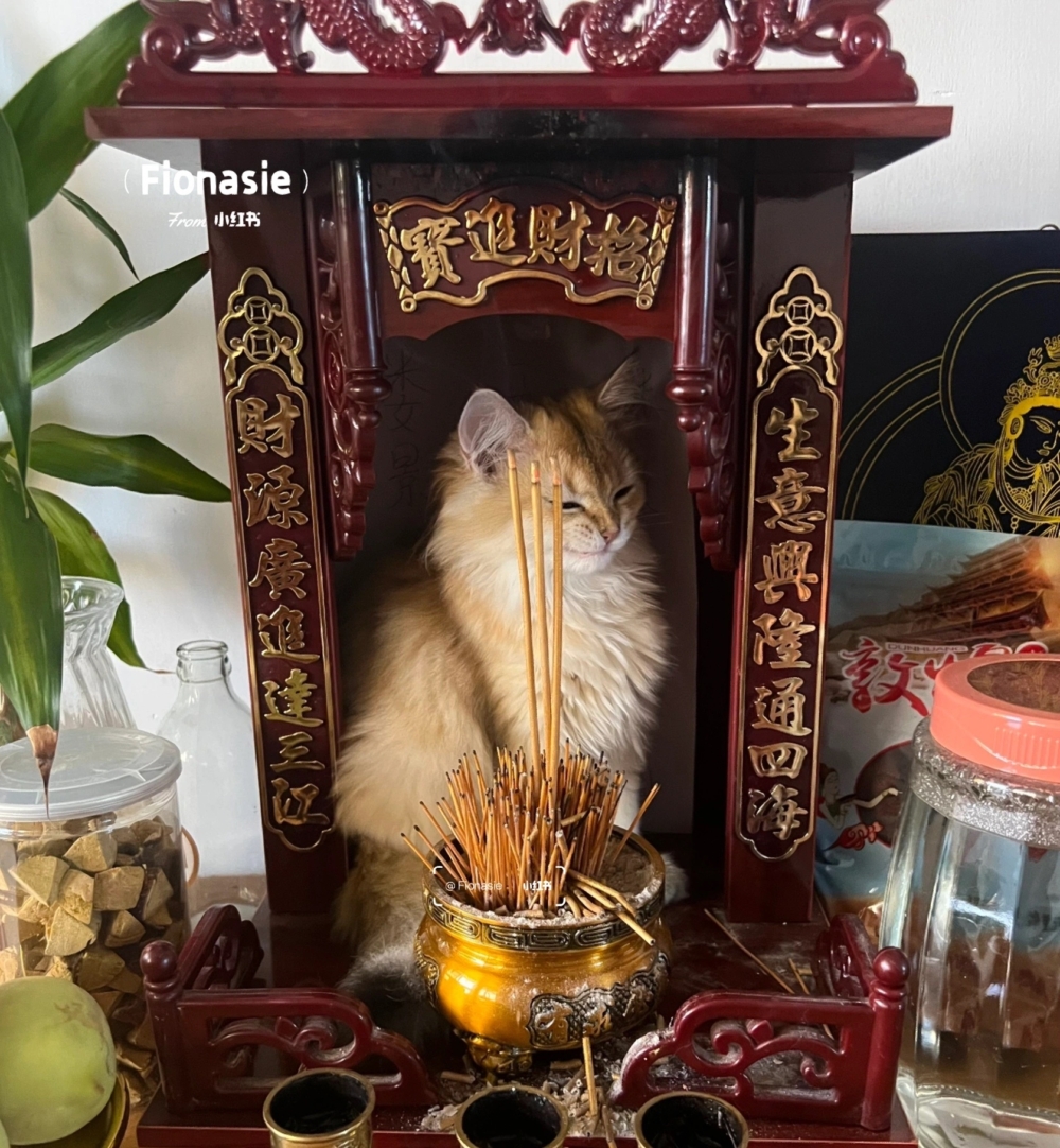 奴才：驚！！！你怎麼跑上去了