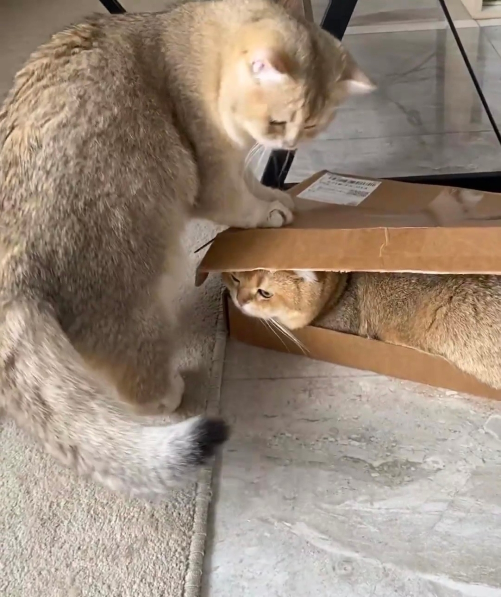 奴才：你們這是在搶地盤嗎？