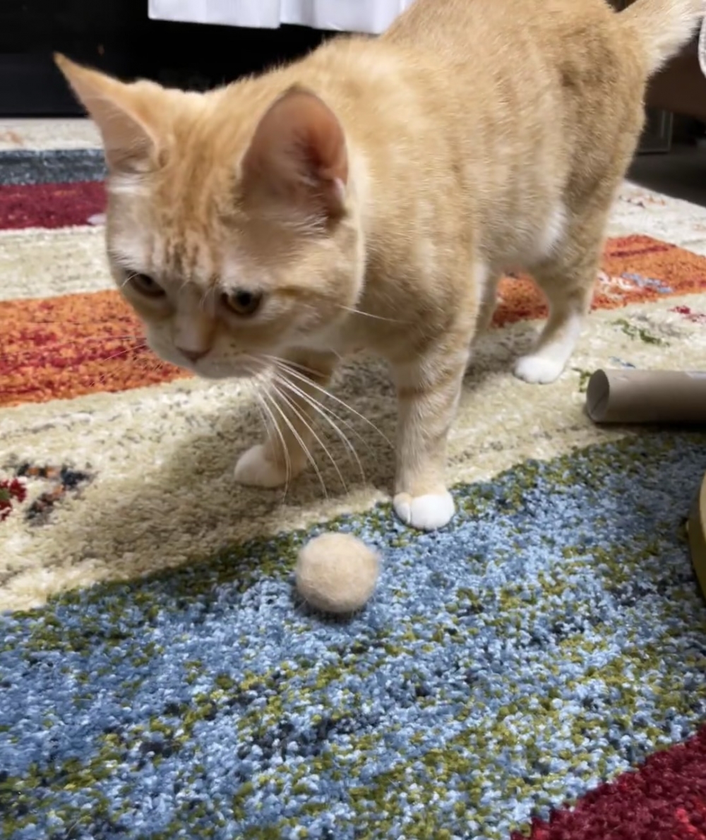 奴才：不然你以為呢