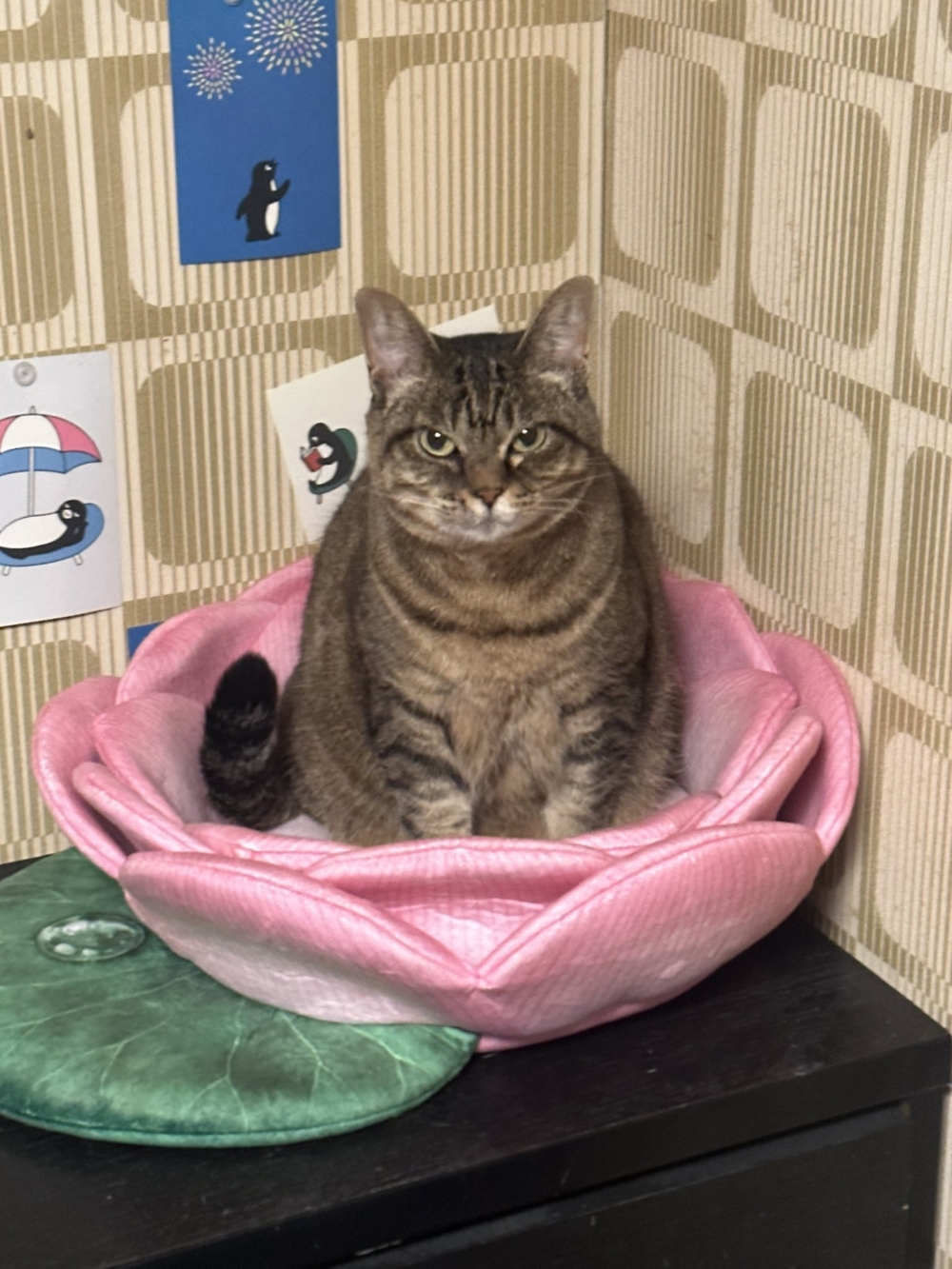 奴才：消消氣啦