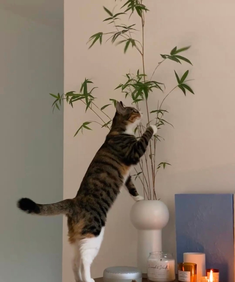 奴才：求求你別碰行不行啊