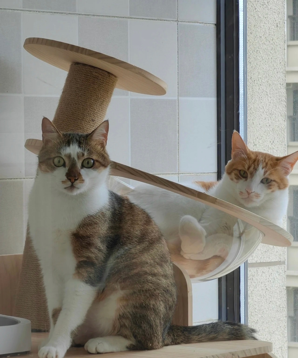 喵：還挺穩的啊