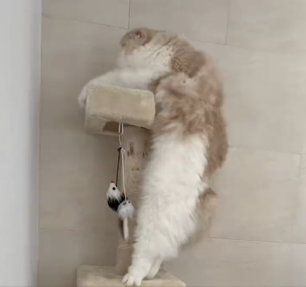 奴才：你肯定又長胖了啦