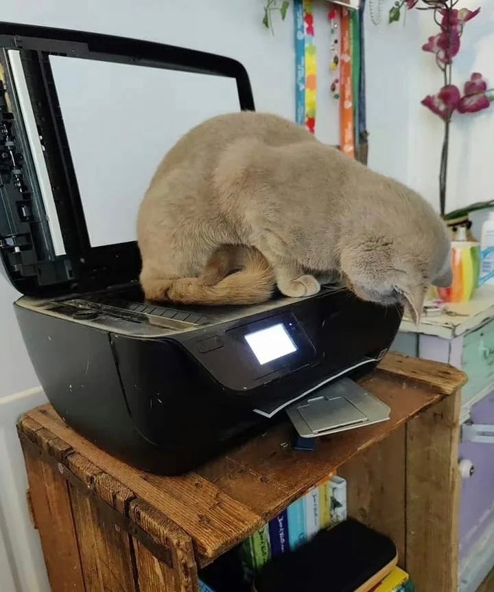 奴才：你研究明白了嗎？