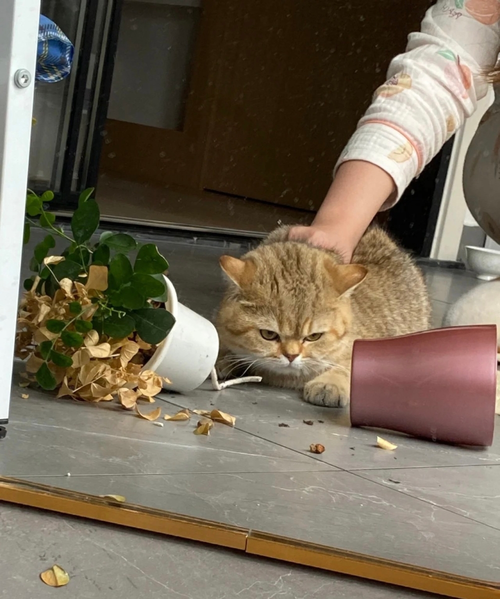 奴才：終於被我逮住機會了！