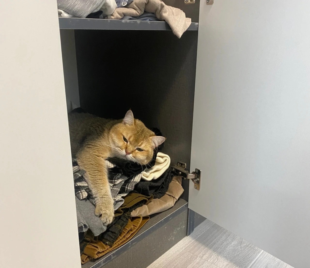 奴才：算了，只能認栽囉！