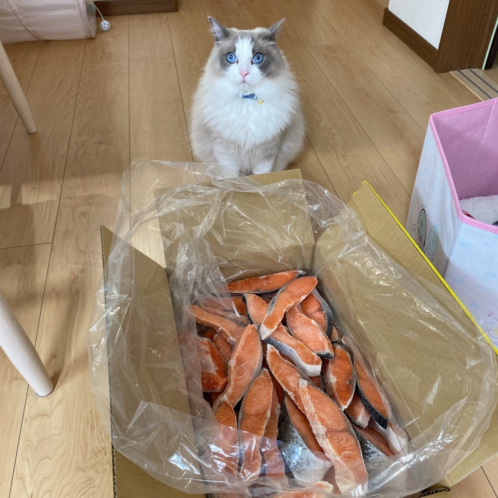 奴才：你的眼裡已經在發光了嗎