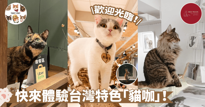 吃喝玩樂應有盡有！速來打卡台灣雙北市這3家超讚的「喵Cafe」～與貓咪開啟零距離接觸吧！