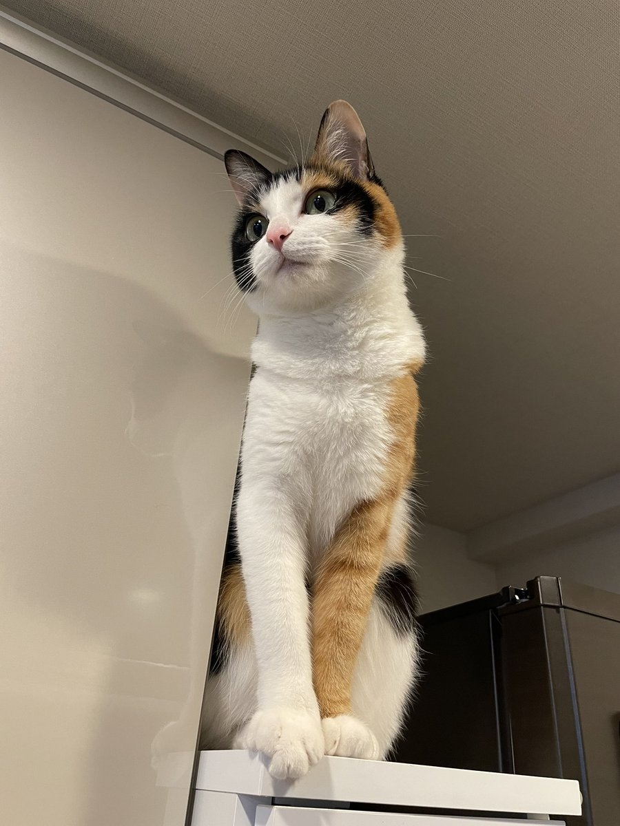 奴才：確實是難得一見啊