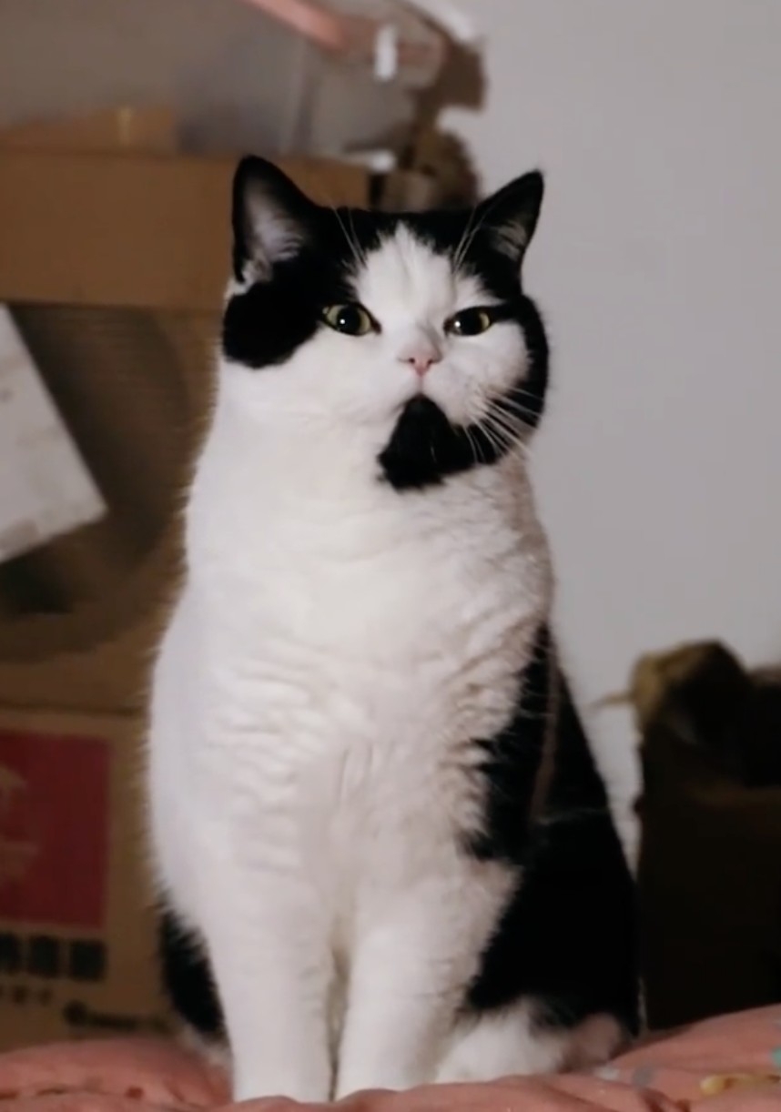 奴才：沒事，你可以好好放個假噠