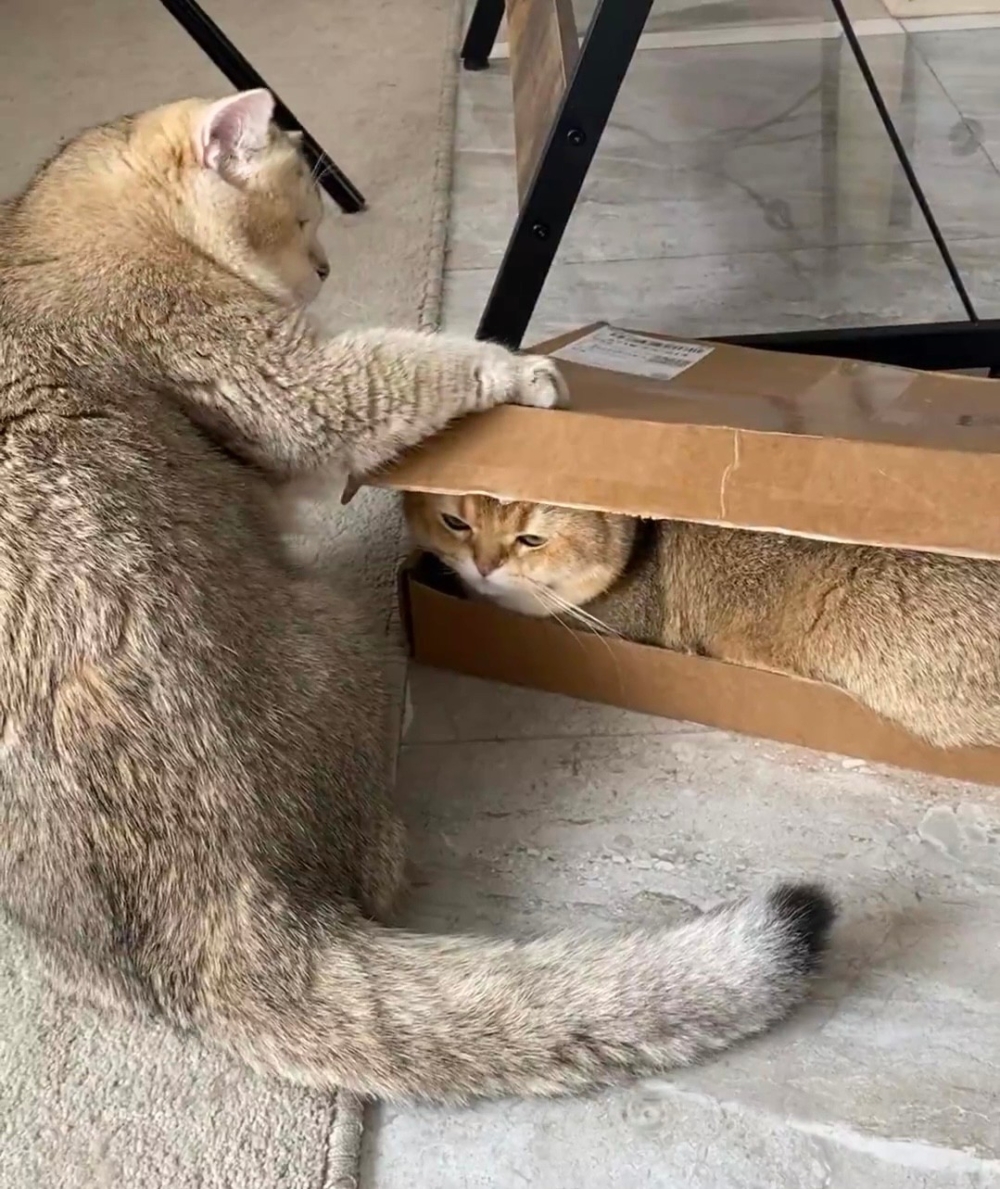 奴才：你別真的把人家壓扁喔