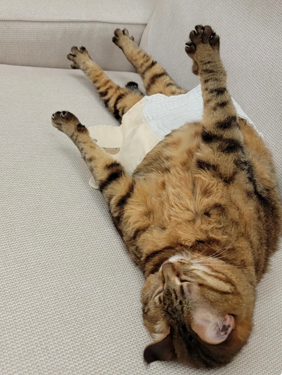 喵：好的，保證不會踢開被子噠～