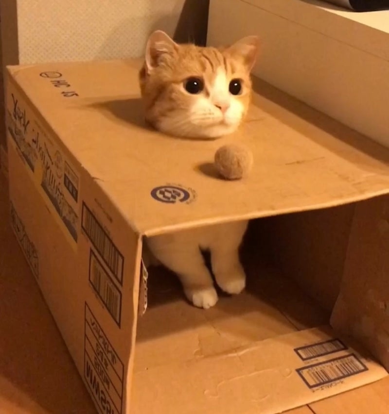 奴才：果然很喜歡啊