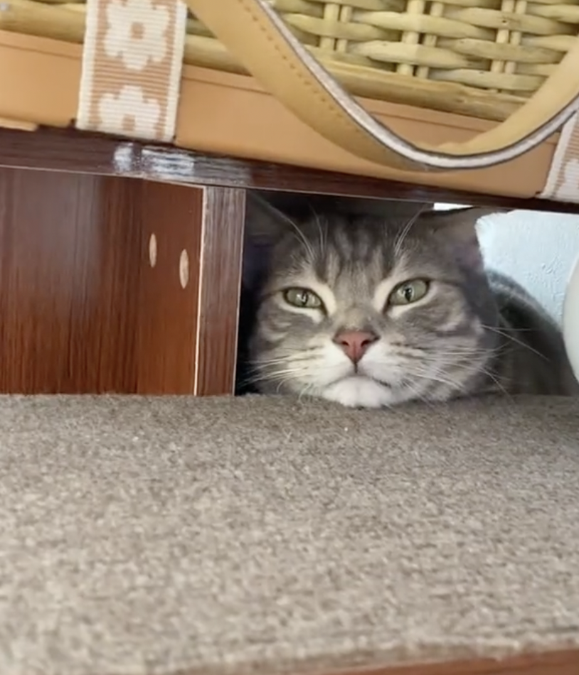 奴才：別等了，我不會那麼容易被你嚇到噠