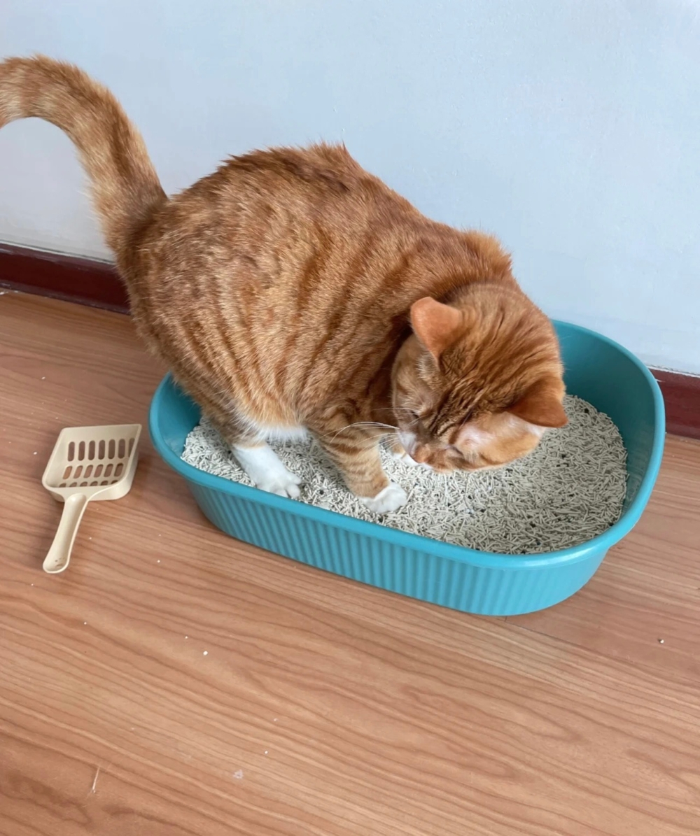 奴才：所以拉完粑粑都格外高興嗎？