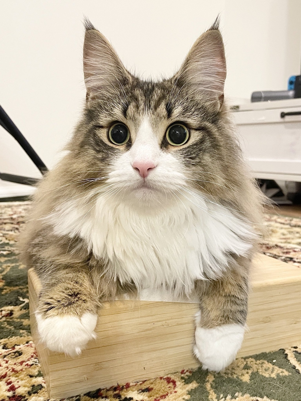 奴才：還真的是拿你沒辦法