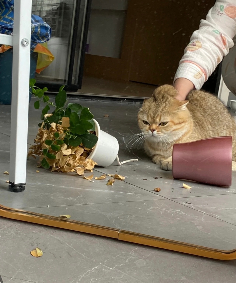 奴才：你還那麼桀驁不馴喔！