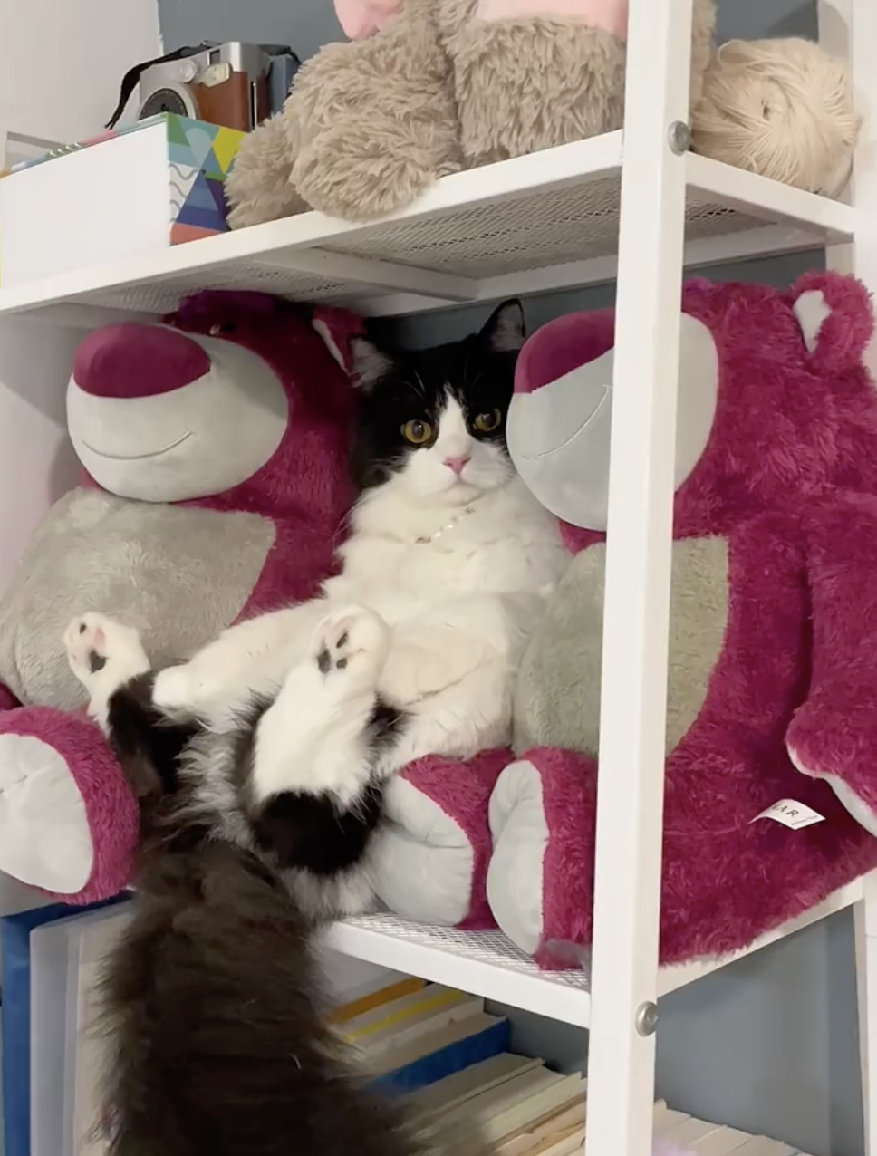 喵：你都這麼說了，朕也不好為難你啊