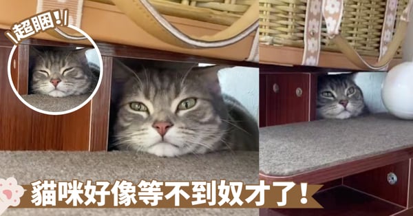 躲貓貓躲到睡著了啦！犯睏貓咪等不及被發現？喵：先睡一覺再作打算吧～