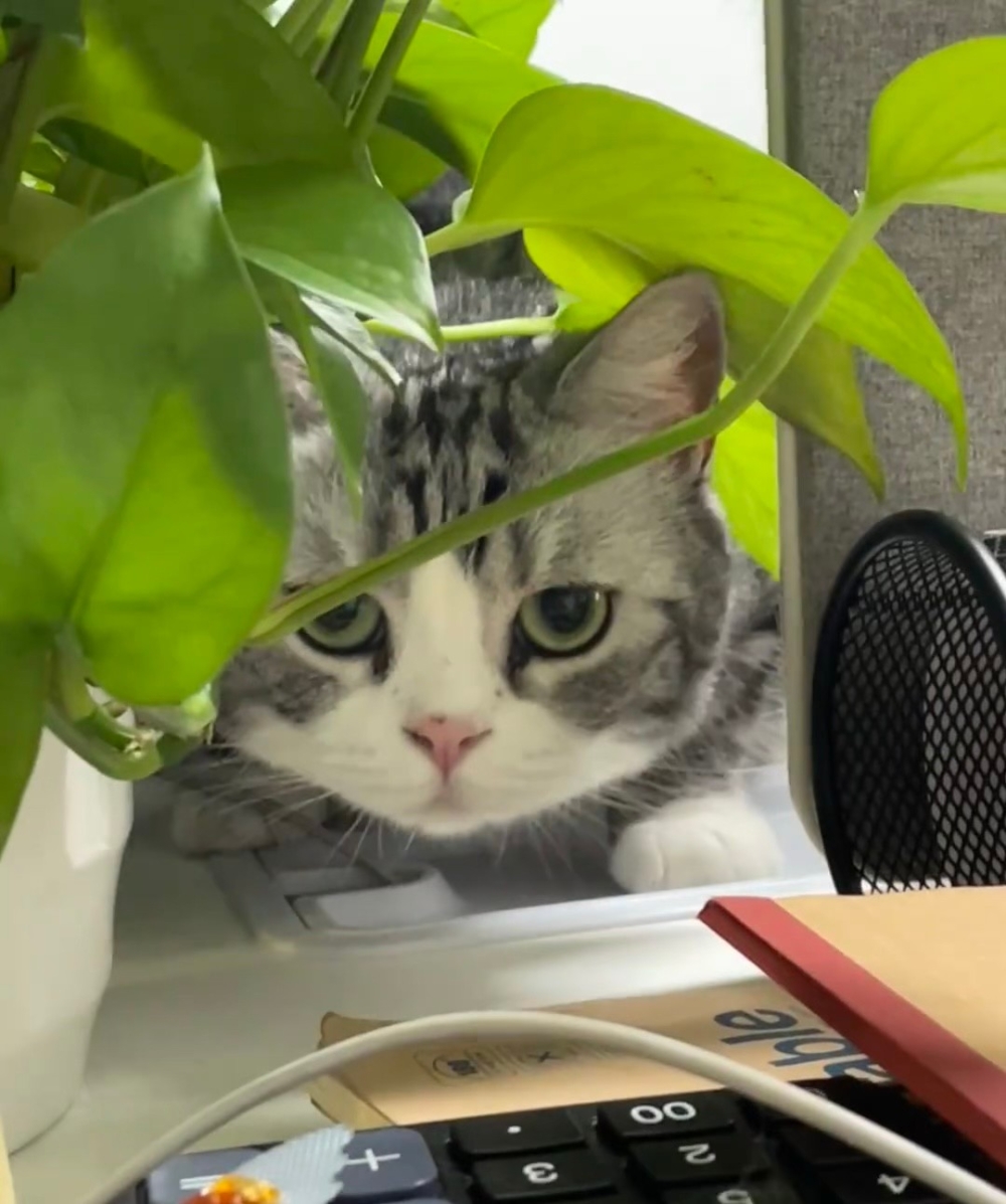 奴才：那個...你的眼神溫柔一點啦