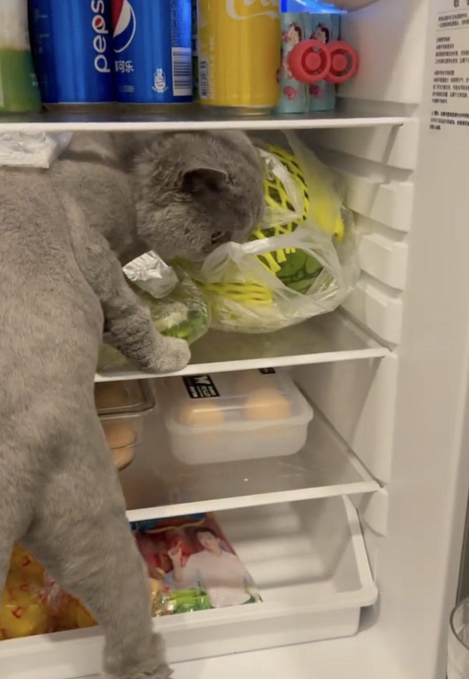 奴才：你有本事就翻啊～反正沒有你可以吃的