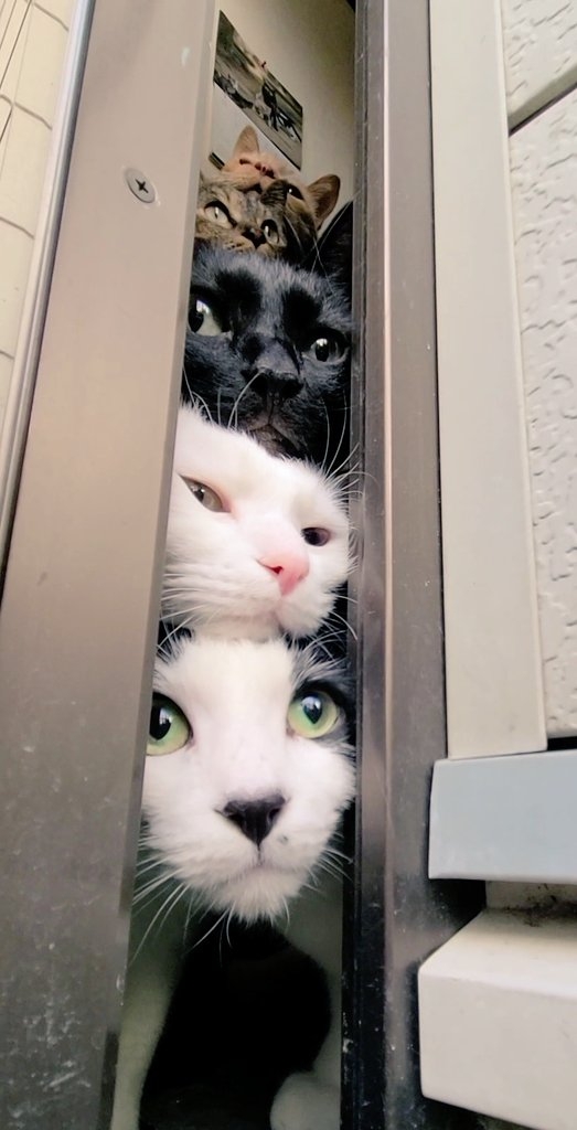 奴才：你們這是訓練過了？