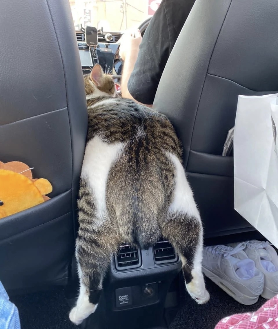 奴才：那你可要坐穩一點囉