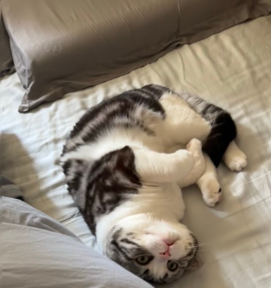 奴才：你確定要那麼硬氣？