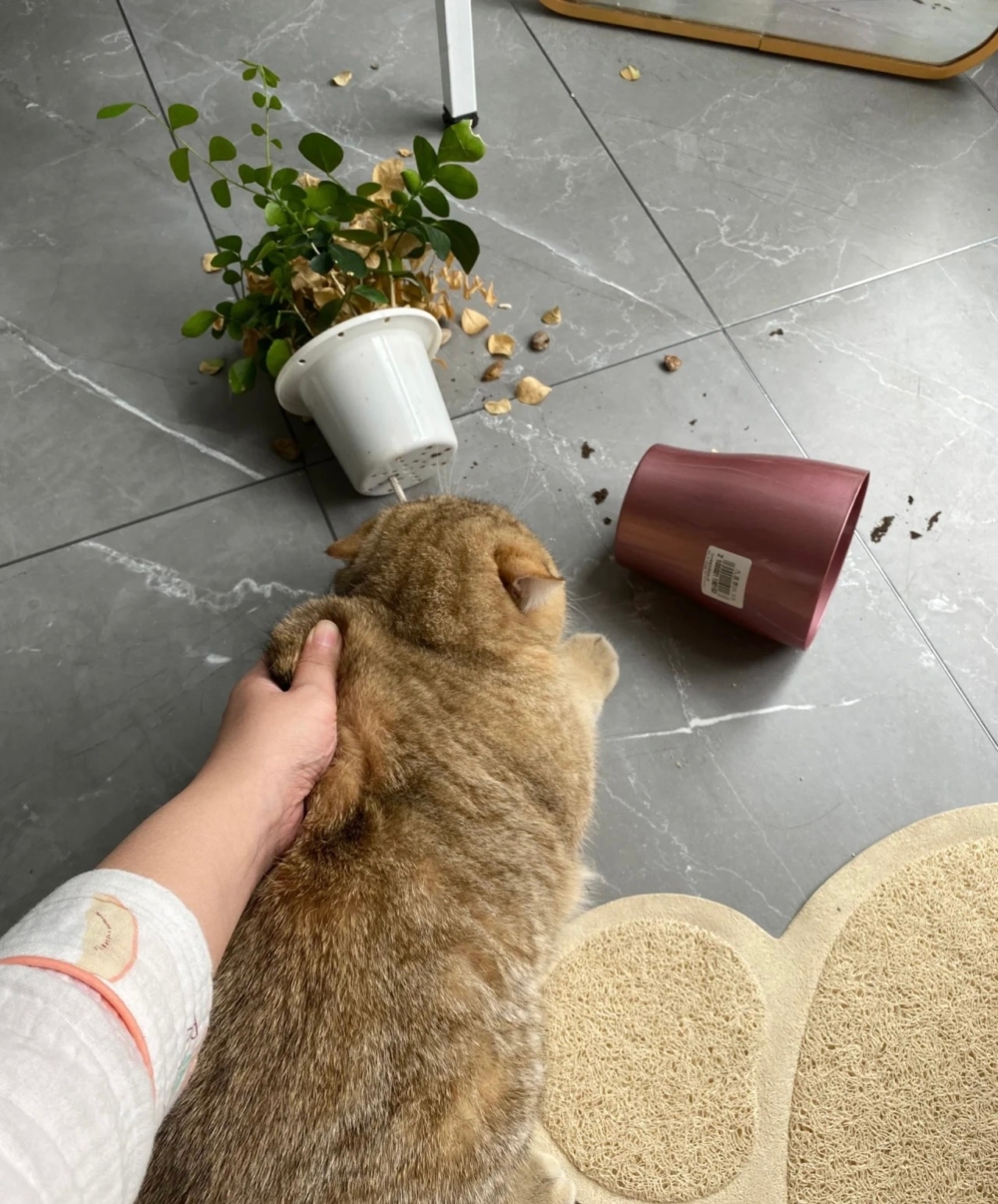 奴才：果然是很固執啊 