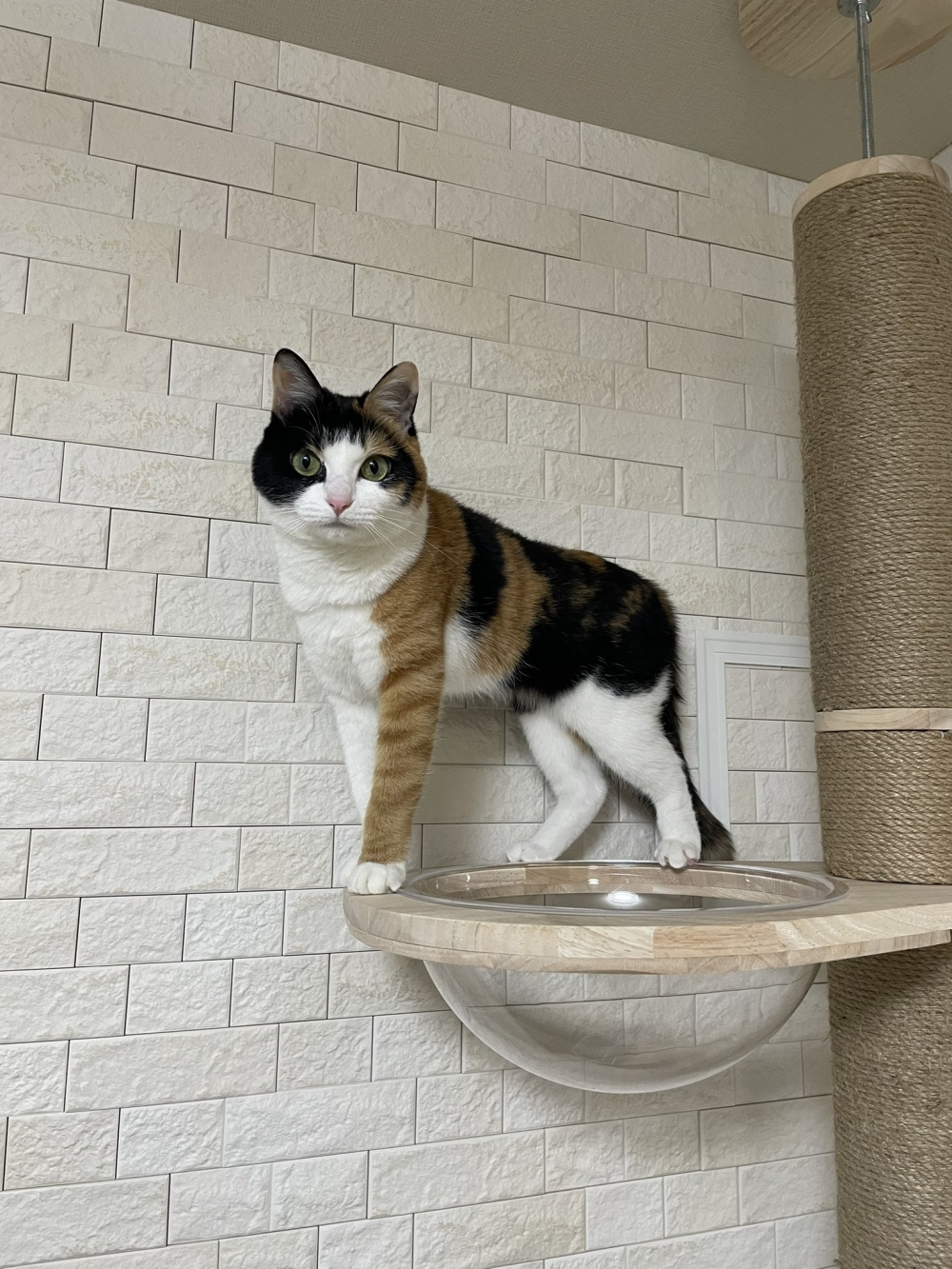 奴才：但是很霸氣囉！