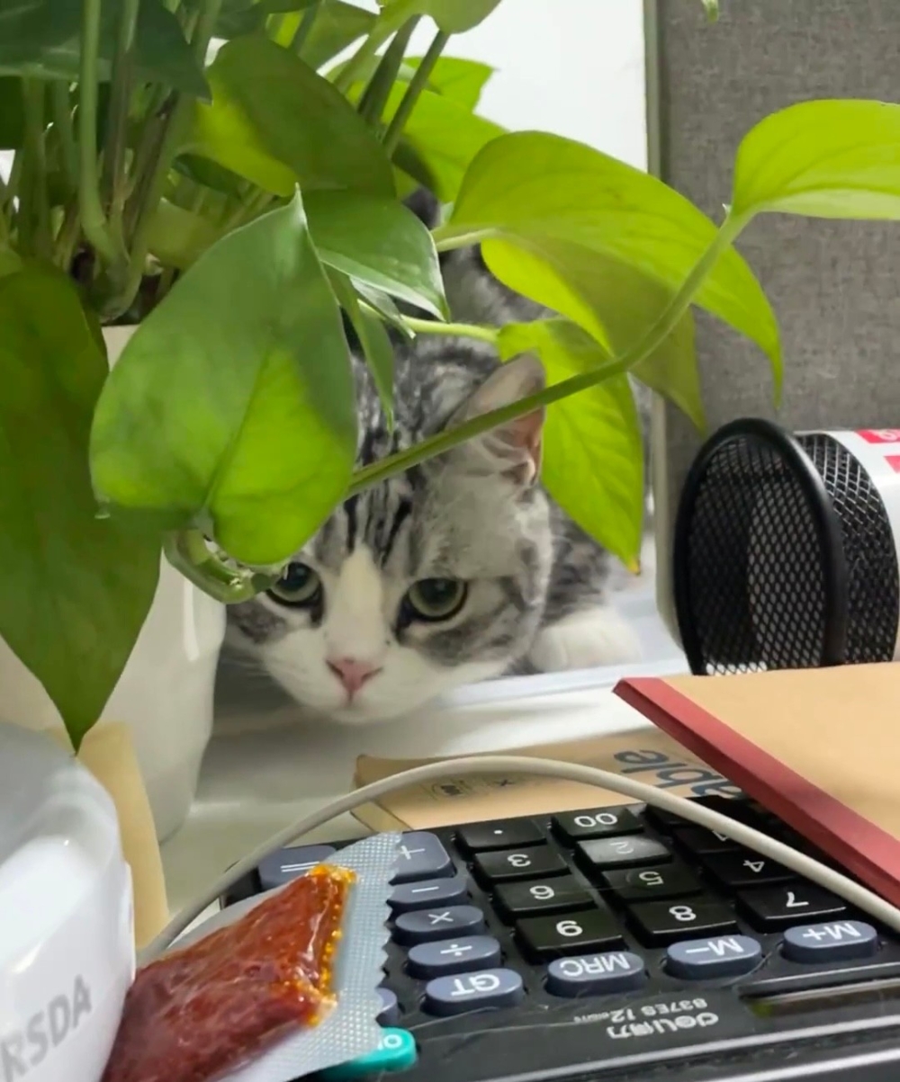 奴才：那我給你拿你的零食可以嗎？ 