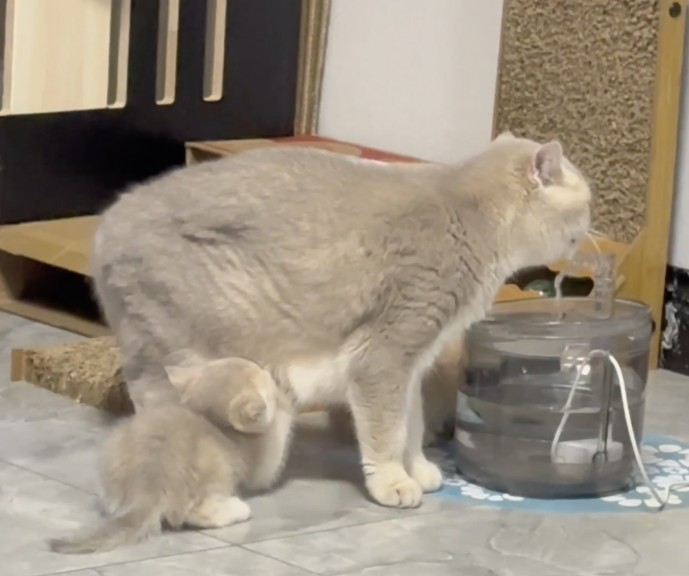 奴才：沒辦法，你生了一隻小饞貓