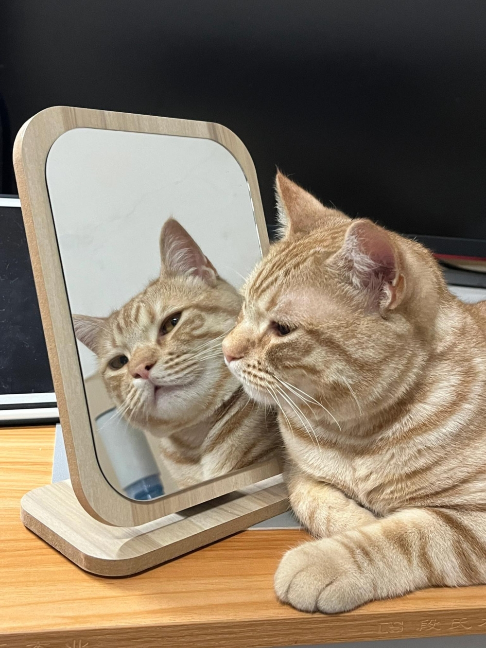 奴才：沒見過那麼自戀的小貓