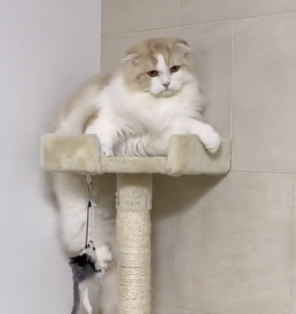 奴才：我聽見囉～你不可以反悔啦