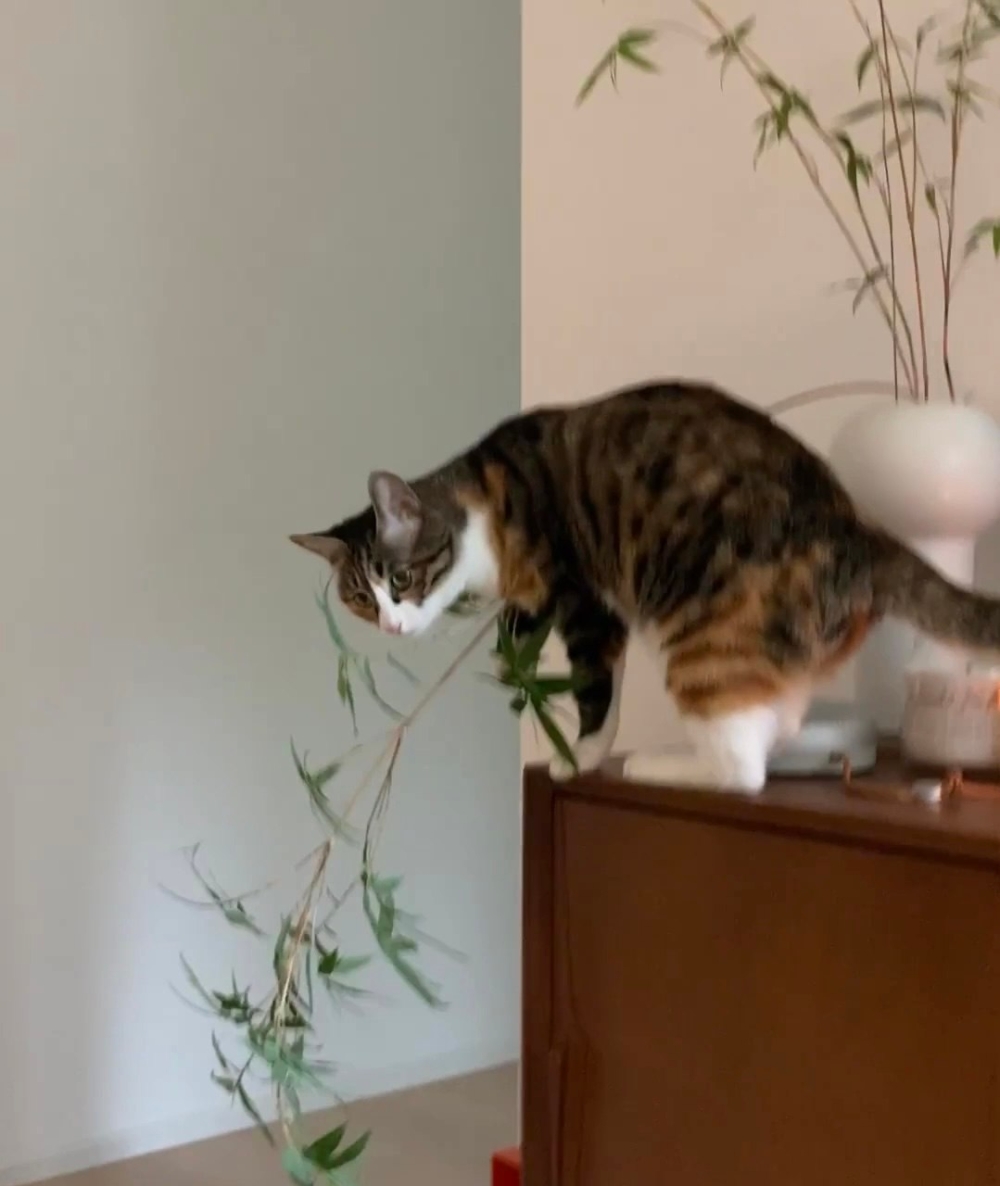 奴才：那你們就不能和睦共處嗎？