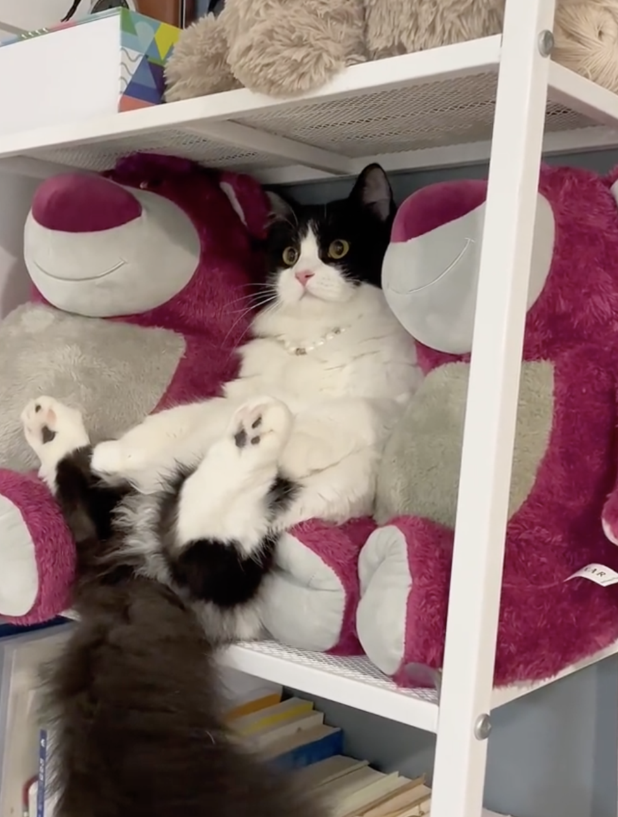 奴才：抱歉，我太膽小不行喔