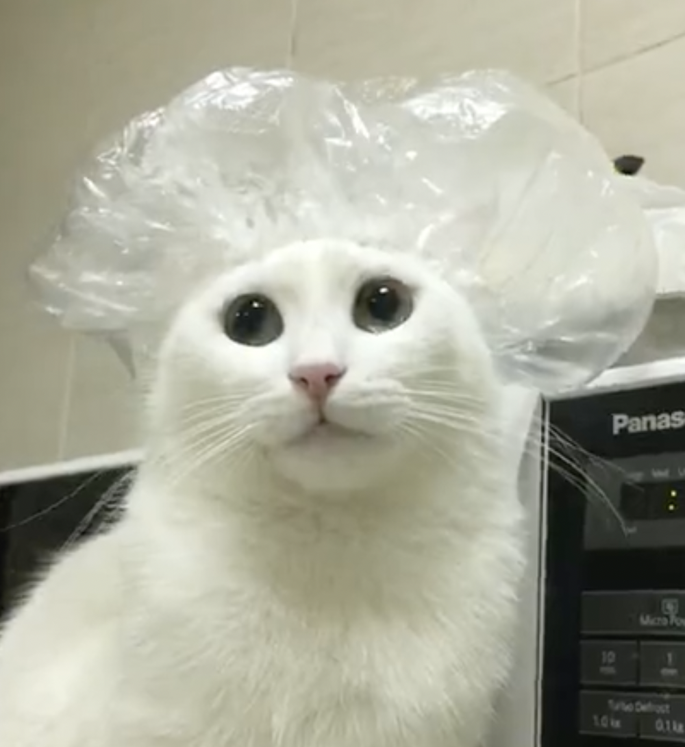 奴才：你當成是就是啦