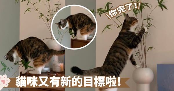 竹子都被搞禿了啦~貓咪與綠植就是沒辦法在同一空間共存囉!奴才:還是放棄種植吧