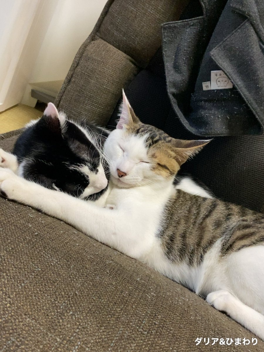 奴才：太膩歪我快受不了了 