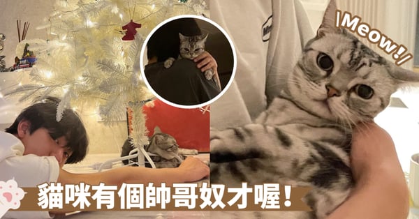 熱播劇《浪漫醫生金師傅3》大家都開始追了嗎?主演安孝燮的貓咪「Paul」好可愛啊~