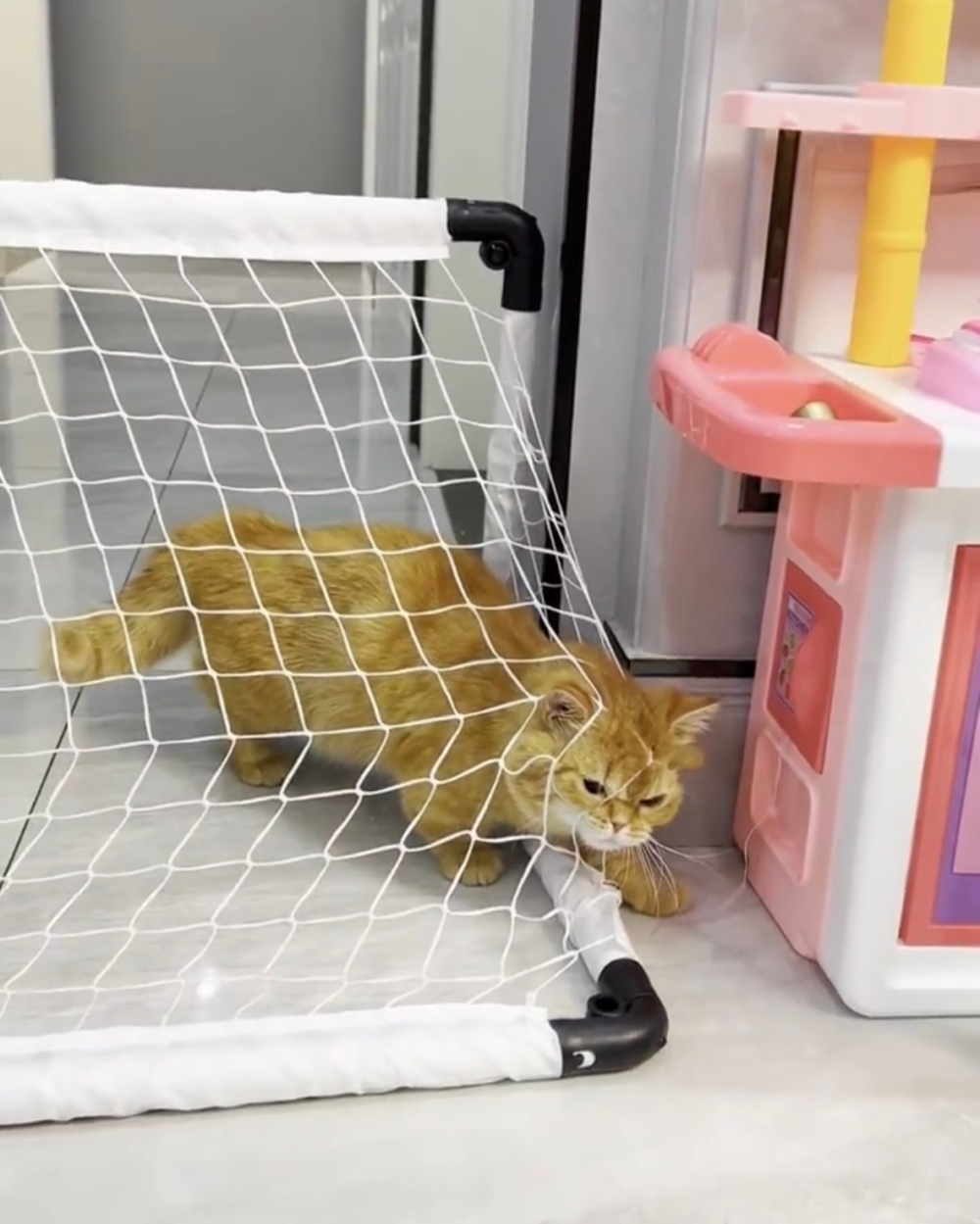 奴才：欸欸，你不要那麼犟行不行