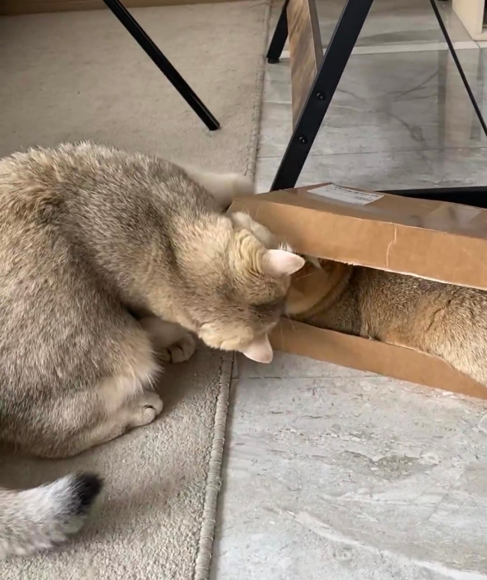 奴才：那個...劇情反轉得有些快速捏！