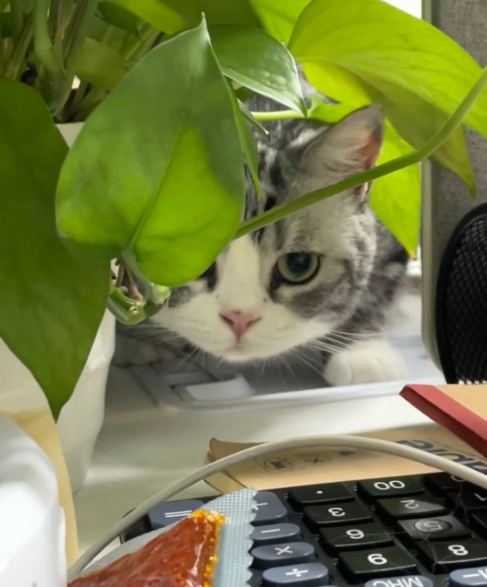 奴才：不行啦！這個你不能吃