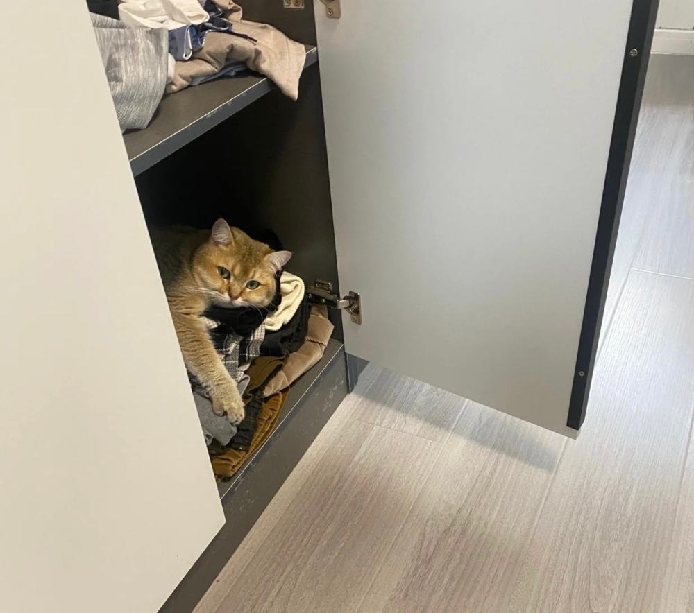 奴才：不敢不敢，你繼續睡吧～