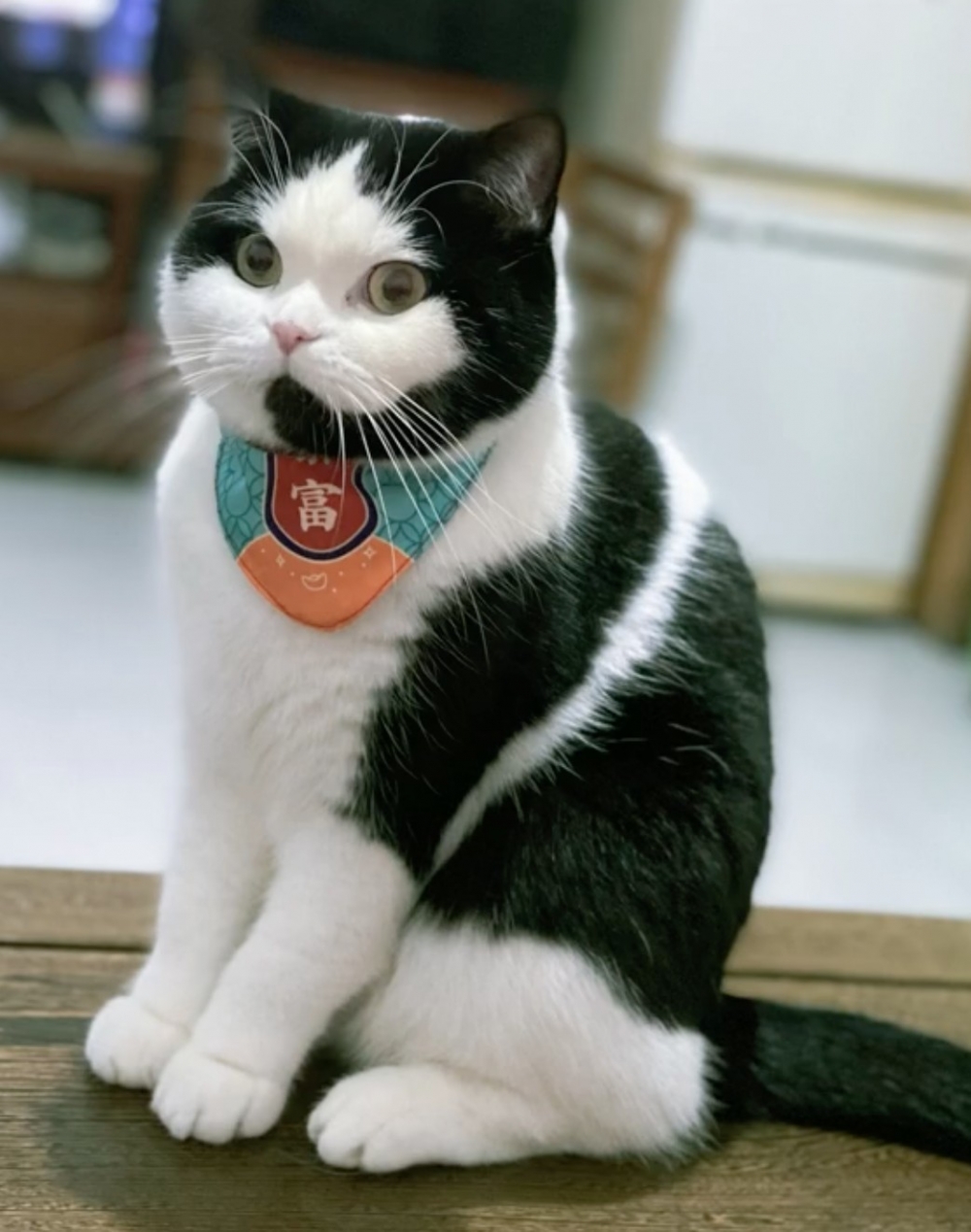 喵：但朕好像注定要打工啊！