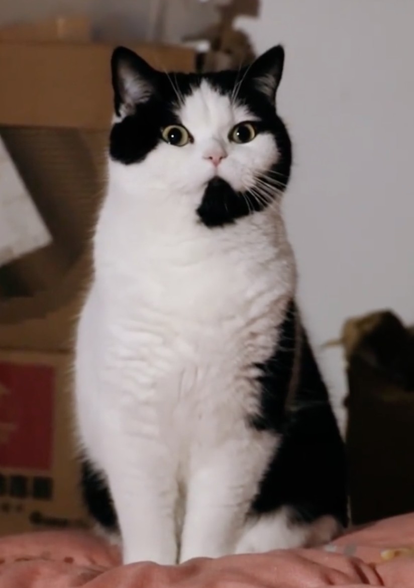 奴才：但是你擺脫不了對講機欸