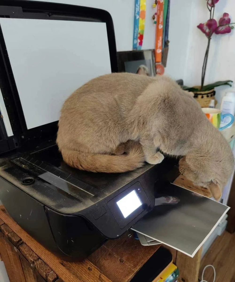 奴才：哇噻，還被你按對了欸～