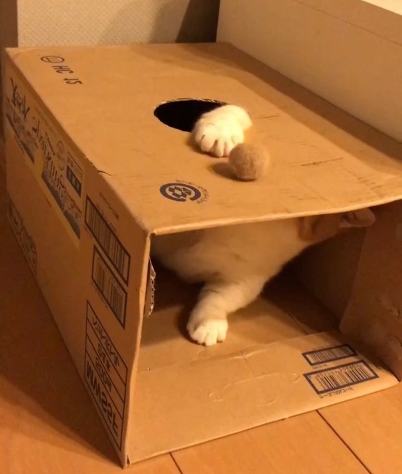 喵：讓朕好好想想喔～