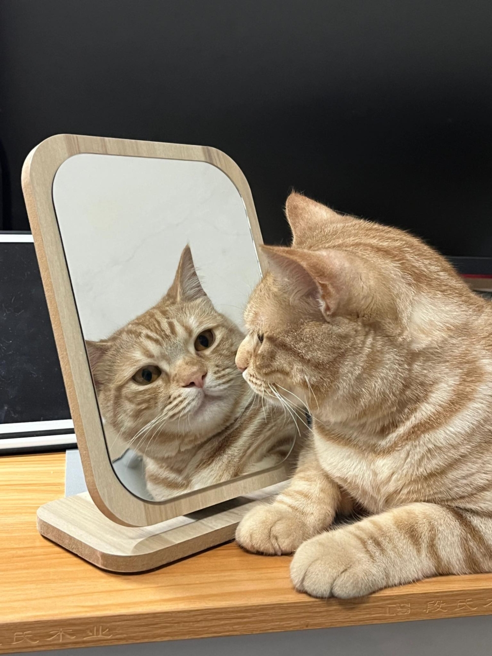 喵：你確定想要知道答案？